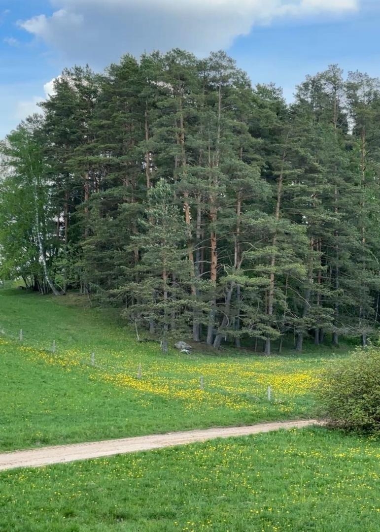 Taka pļavā