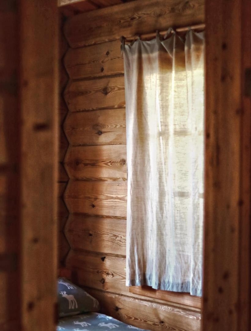 Logs koka sienā