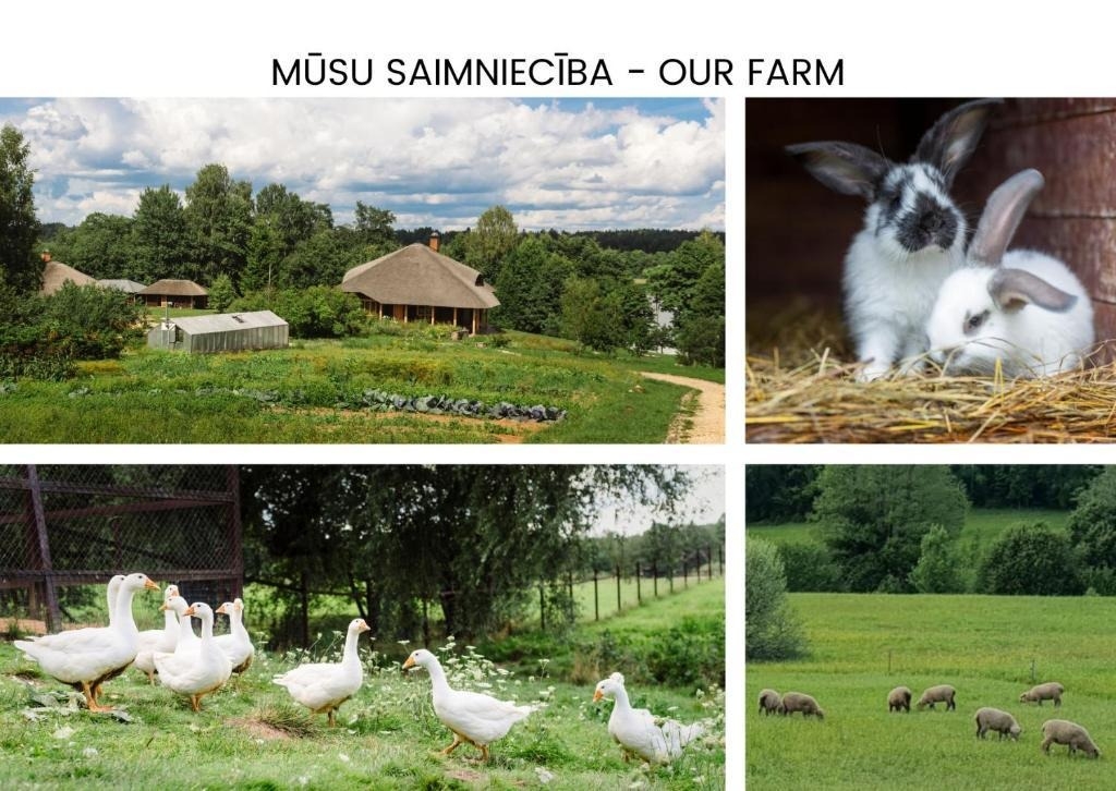 Lauku sētas dzīvnieki
