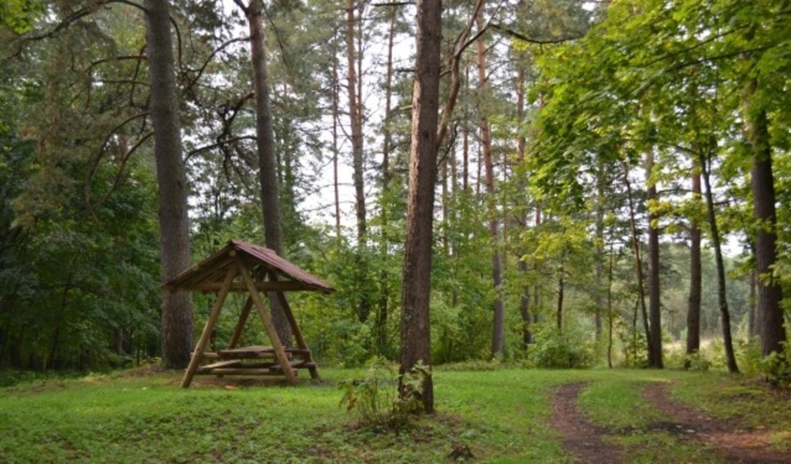Lapene mežā