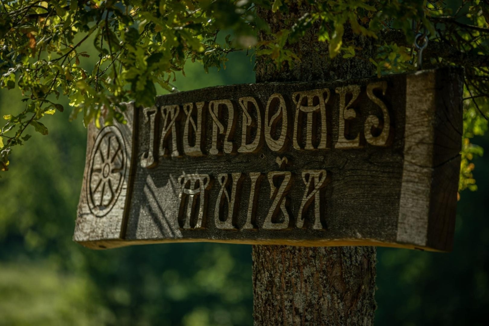 Koka norāde "Jaundomes muiža"