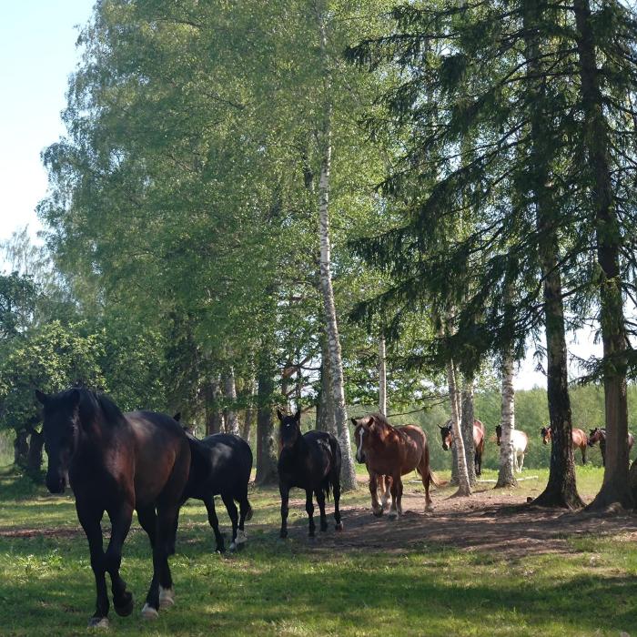 Zirgu sēta "Klajumi"