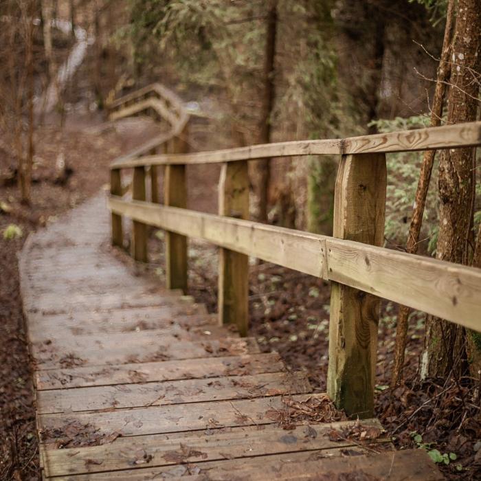 Andrupenes purva taka